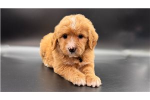 Tucker - puppy for sale