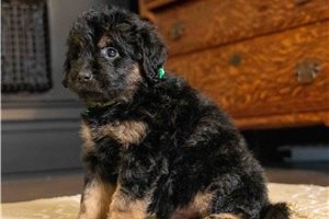 Beamer - Goldendoodle, Mini for sale