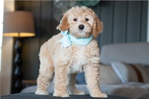 Caris - puppy for sale