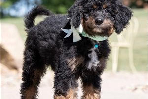 Carla - Mixed/Other for sale