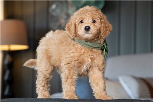 Camilla - puppy for sale