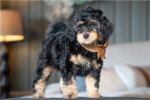 Cara - puppy for sale