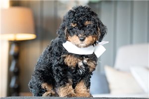 Chanel - puppy for sale