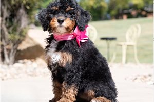 Cecile - puppy for sale