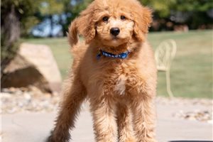 Barton - Mixed/Other for sale