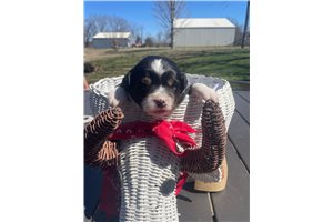 Victoria - Australian Shepherd for sale