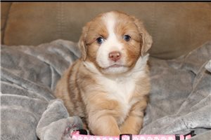 Scarlett - Miniature American Shepherd for sale