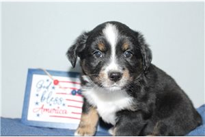 Paulie - Miniature Australian Shepherd for sale
