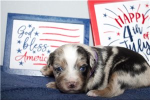 Karen - Miniature Australian Shepherd for sale