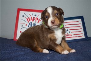 Dorothy - Miniature Australian Shepherd for sale
