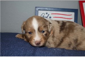 Yeller - Miniature Australian Shepherd for sale