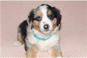 Kris - Miniature Australian Shepherd for sale