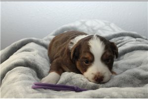 Kinsley - puppy for sale