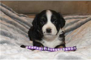 Ruby - Miniature Australian Shepherd for sale
