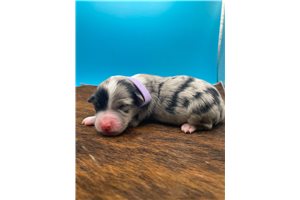 Arlyn - Miniature Australian Shepherd for sale