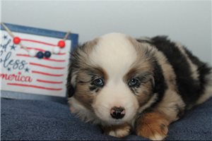 Jamie - Miniature Australian Shepherd for sale