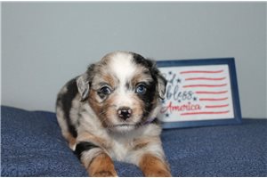 Karen - Miniature Australian Shepherd for sale