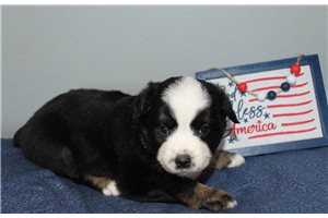 Scarlett - Miniature Australian Shepherd for sale