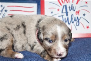 America - Miniature Australian Shepherd for sale