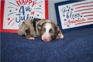 Pastor - Miniature Australian Shepherd for sale