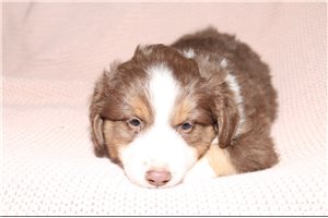 Konrad - Miniature Australian Shepherd for sale