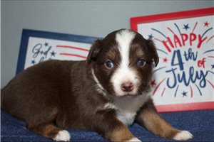 Glitter - Miniature Australian Shepherd for sale