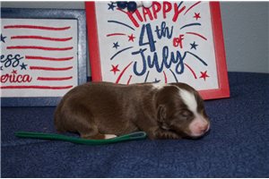 Dorothy - Miniature Australian Shepherd for sale