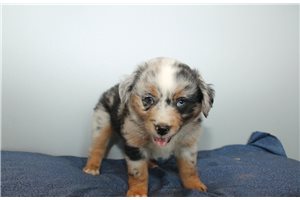 Karen - puppy for sale