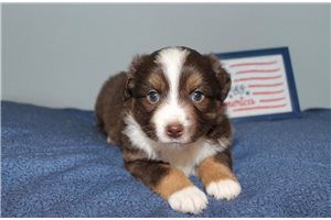 Glitter - Miniature Australian Shepherd for sale