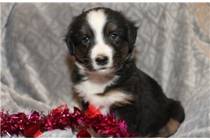 Beau - Miniature Australian Shepherd for sale