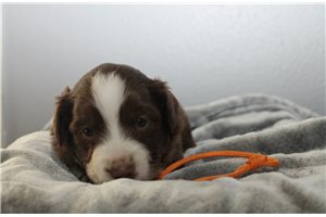 Kurtis - puppy for sale