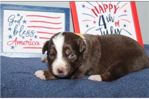 Glitter - Miniature Australian Shepherd for sale