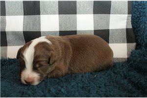 Amore - Miniature Australian Shepherd for sale