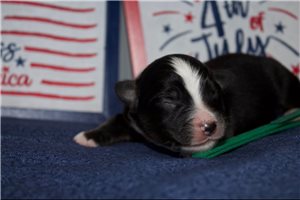 Paulie - Miniature Australian Shepherd for sale