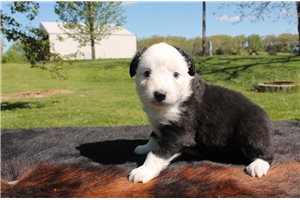 Eleanor - puppy for sale