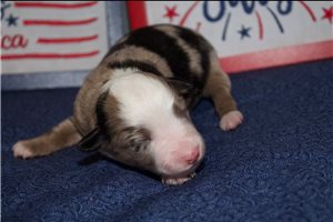 Jamie - puppy for sale