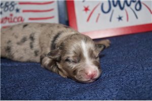 America - puppy for sale