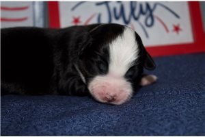 Scarlett - Miniature Australian Shepherd for sale