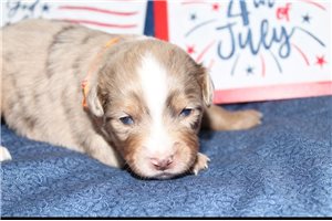 Yeller - Miniature Australian Shepherd for sale