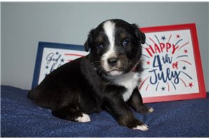 Paulie - Miniature Australian Shepherd for sale
