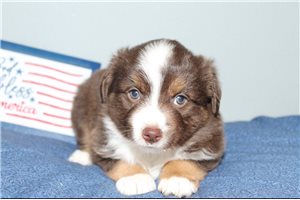 Glitter - Miniature Australian Shepherd for sale