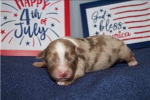 Yeller - Miniature Australian Shepherd for sale