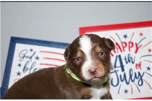 Dorothy - Miniature Australian Shepherd for sale