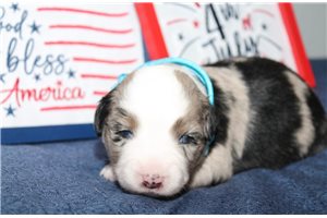 Jamie - Miniature Australian Shepherd for sale
