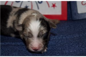 Karen - Miniature Australian Shepherd for sale