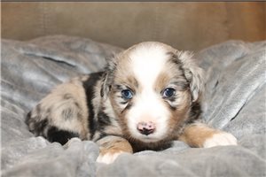 Julian - Miniature Australian Shepherd for sale