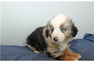 Jamie - Miniature Australian Shepherd for sale