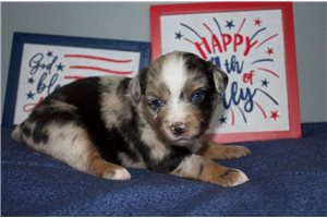 Karen - Miniature Australian Shepherd for sale