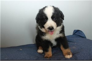 Scarlett - Miniature Australian Shepherd for sale