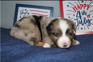 Pastor - Miniature Australian Shepherd for sale